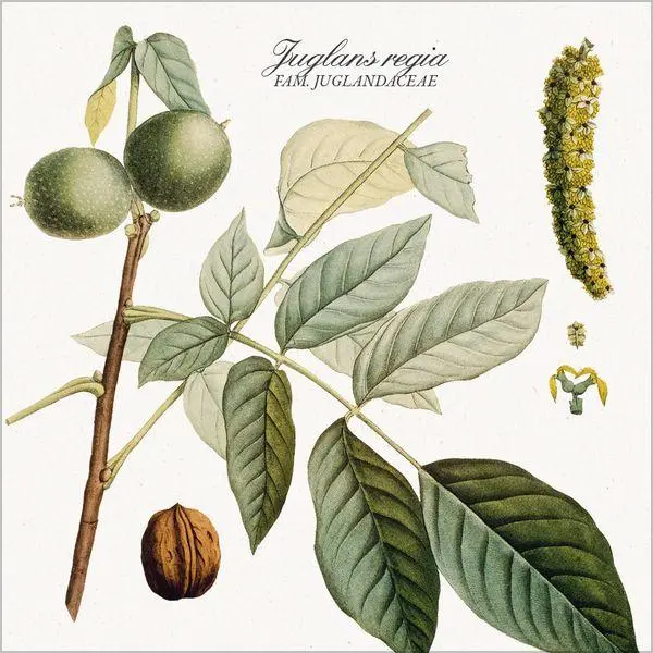 Bild: 9783819303975 | Botanicum 2027 | Verlag Korsch | Kalender | 13 S. | Deutsch | 2027