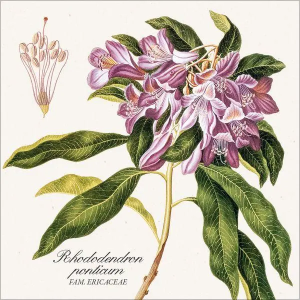 Bild: 9783819303975 | Botanicum 2027 | Verlag Korsch | Kalender | 13 S. | Deutsch | 2027