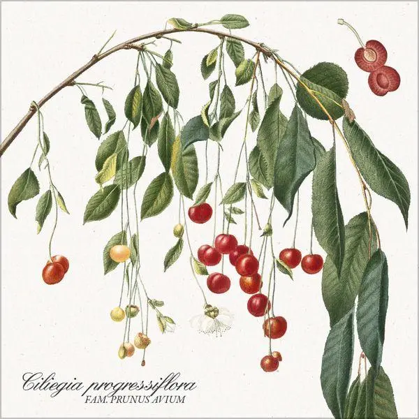 Bild: 9783819303975 | Botanicum 2027 | Verlag Korsch | Kalender | 13 S. | Deutsch | 2027