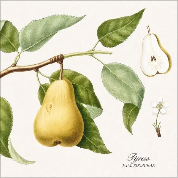 Bild: 9783819303975 | Botanicum 2027 | Verlag Korsch | Kalender | 13 S. | Deutsch | 2027