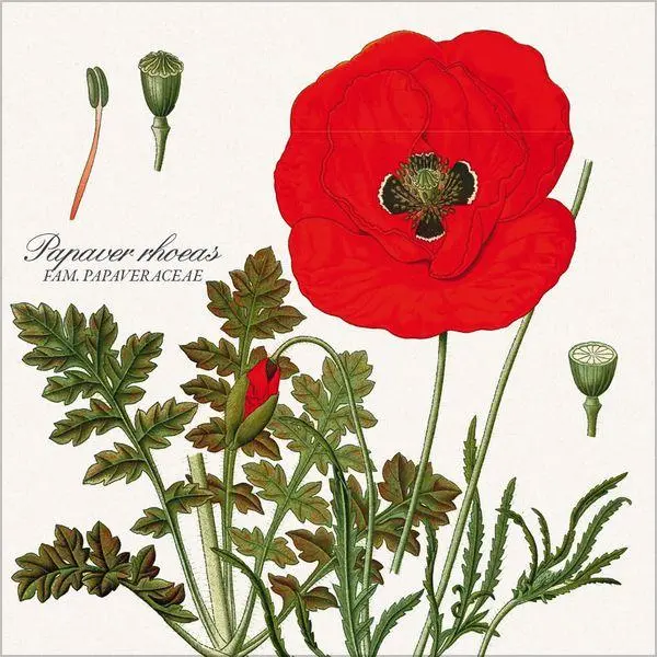 Bild: 9783819303975 | Botanicum 2027 | Verlag Korsch | Kalender | 13 S. | Deutsch | 2027