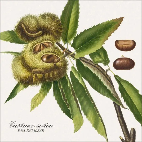 Bild: 9783819303975 | Botanicum 2027 | Verlag Korsch | Kalender | 13 S. | Deutsch | 2027