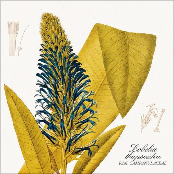 Bild: 9783819303975 | Botanicum 2027 | Verlag Korsch | Kalender | 13 S. | Deutsch | 2027