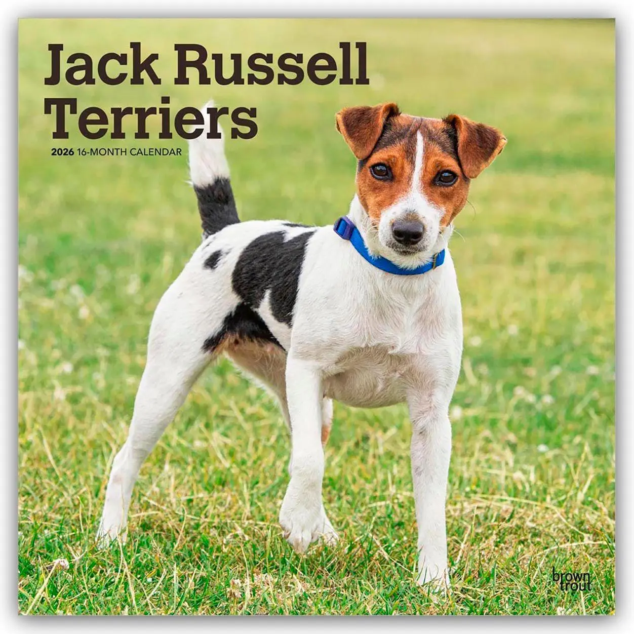 Cover: 9798330703975 | Jack Russel Terriers - Jack Russel Terrier 2026 - 16-Monatskalender