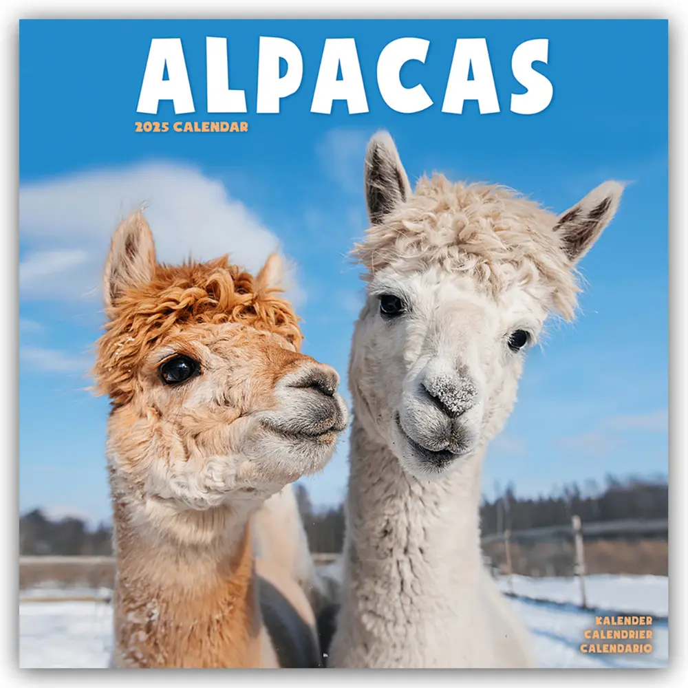 Cover: 9781804604175 | Alpacas - Alpakas 2025 - 16-Monatskalender | Avonside Publishing Ltd