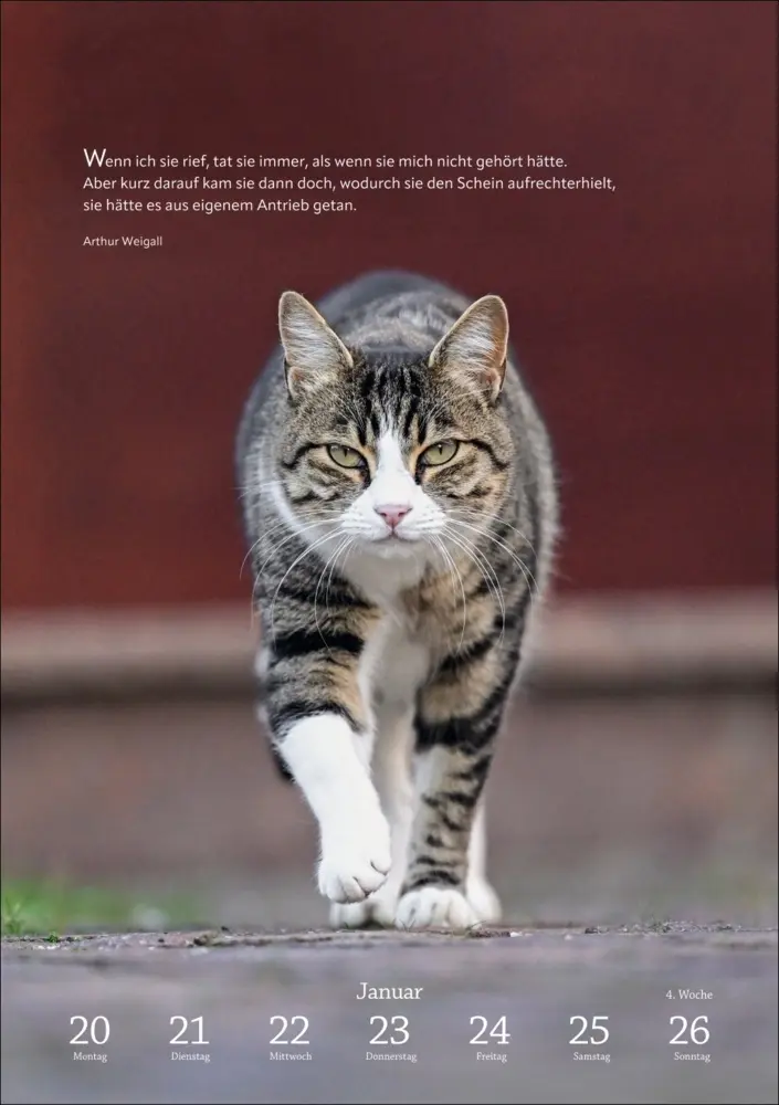 Bild: 9783840034275 | Literaturkalender Katzen Wochen-Kulturkalender 2025 | Kalender | 2025