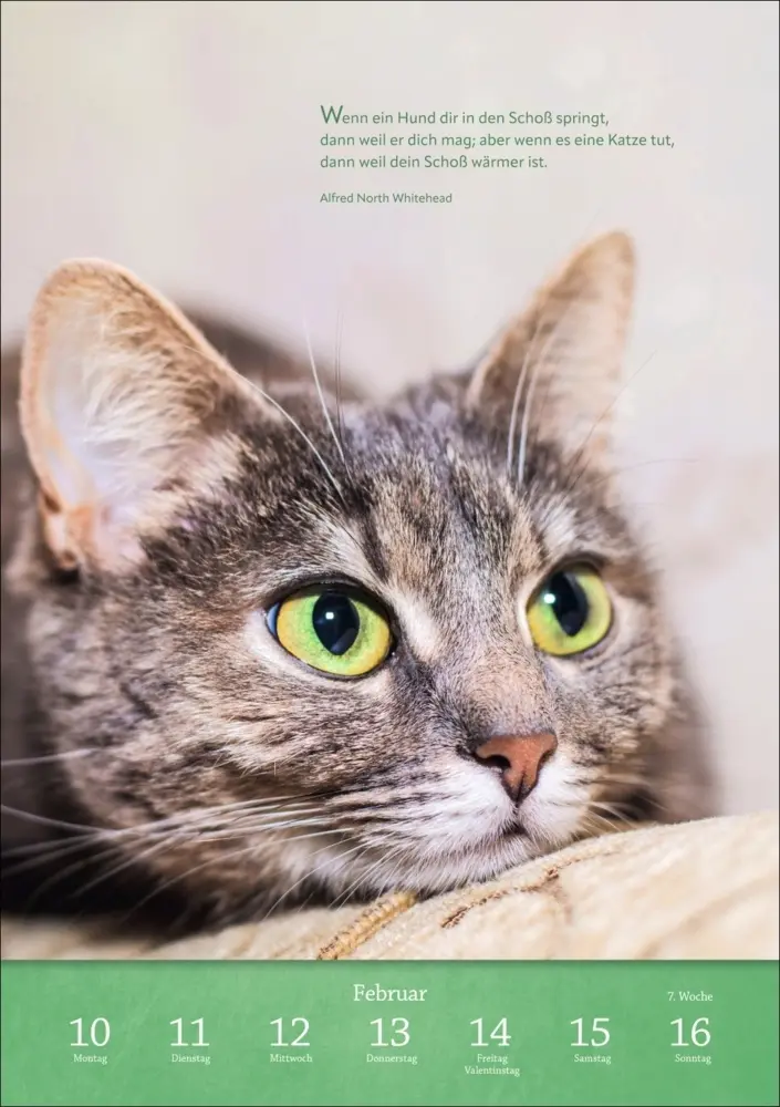 Bild: 9783840034275 | Literaturkalender Katzen Wochen-Kulturkalender 2025 | Kalender | 2025