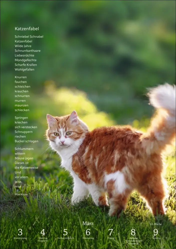 Bild: 9783840034275 | Literaturkalender Katzen Wochen-Kulturkalender 2025 | Kalender | 2025