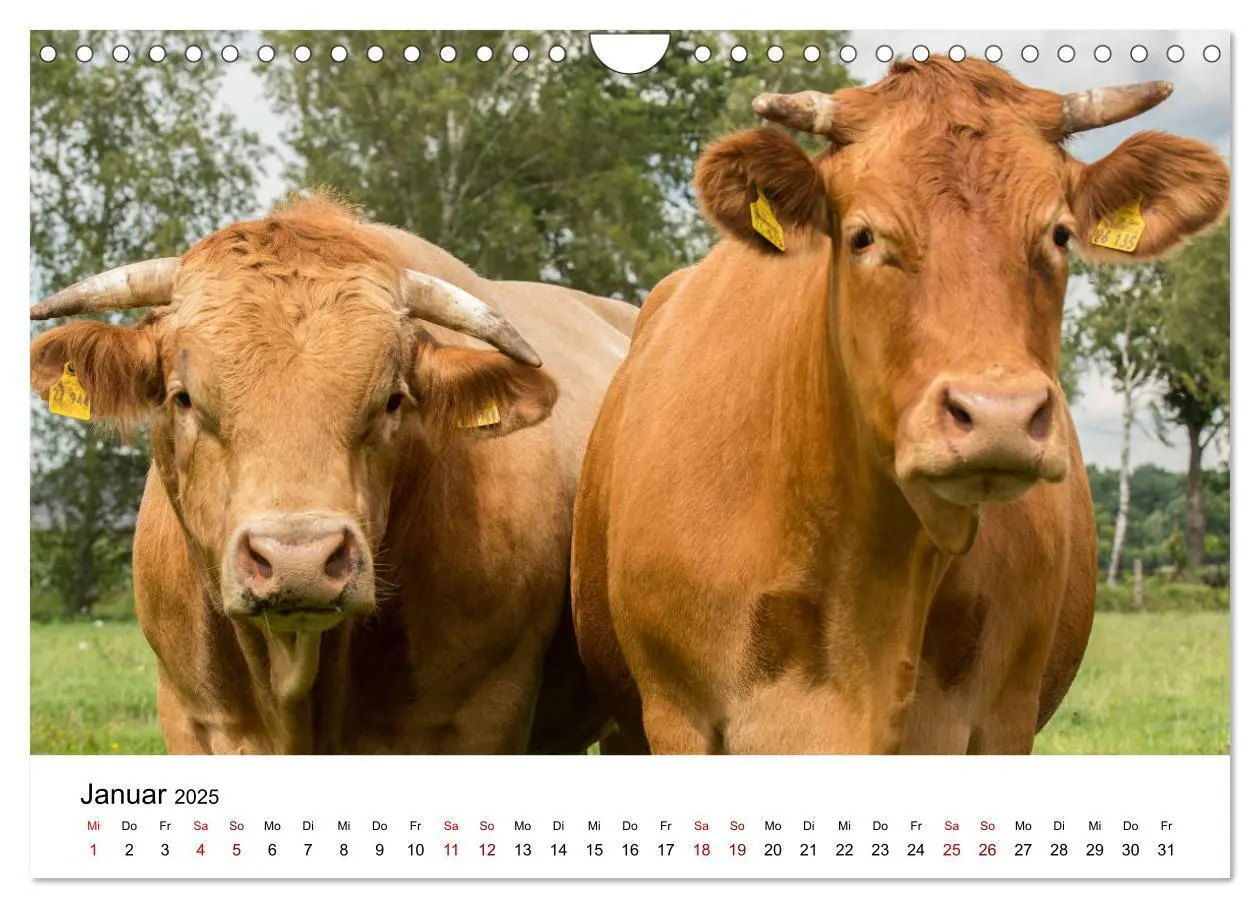 Bild: 9783435354375 | Alte Nutztierrassen 2025 (Wandkalender 2025 DIN A4 quer), CALVENDO...