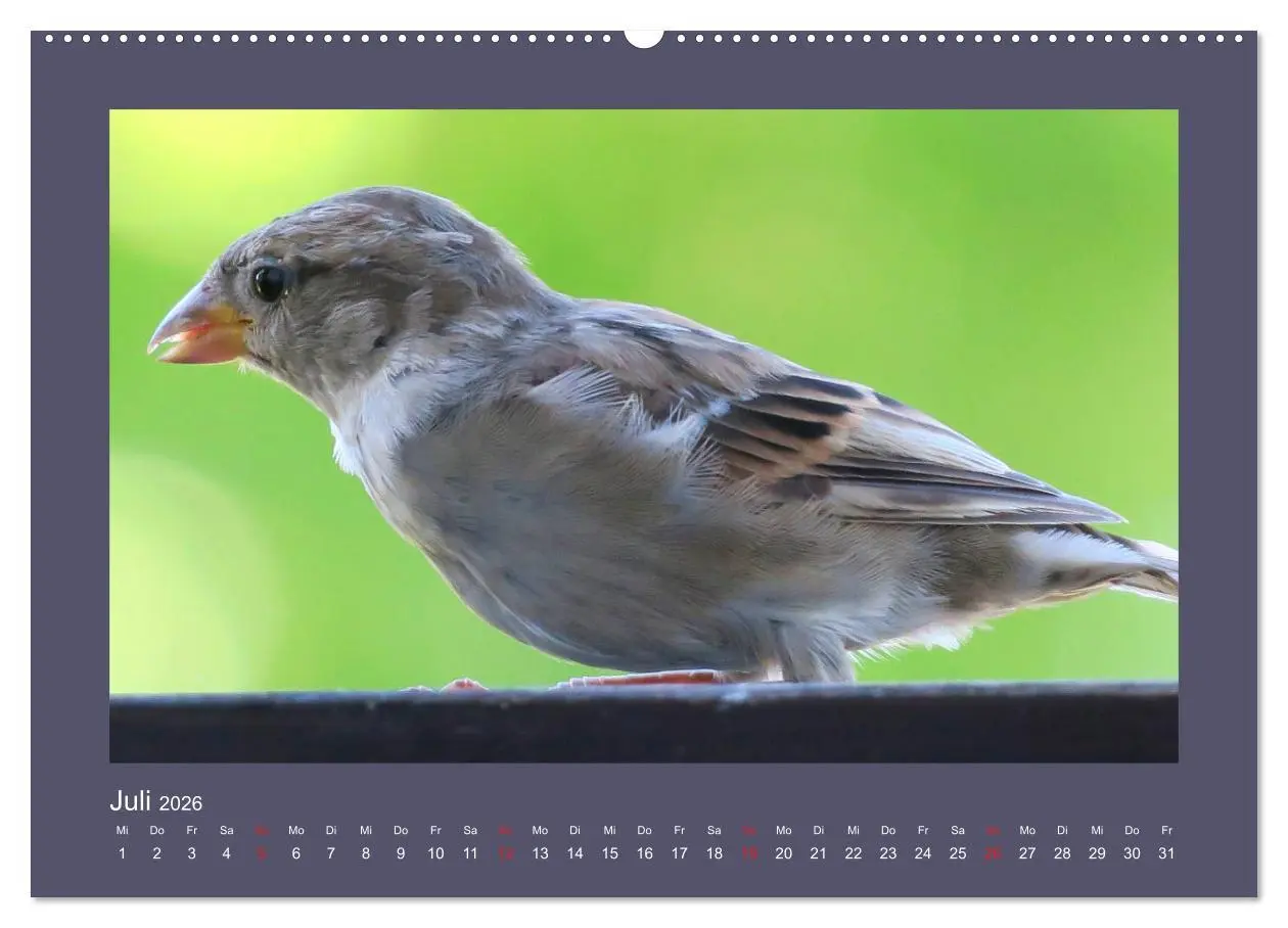 Bild: 9783457684375 | Vogelporträts - Heimische Vögel auf meinem Balkon (hochwertiger...