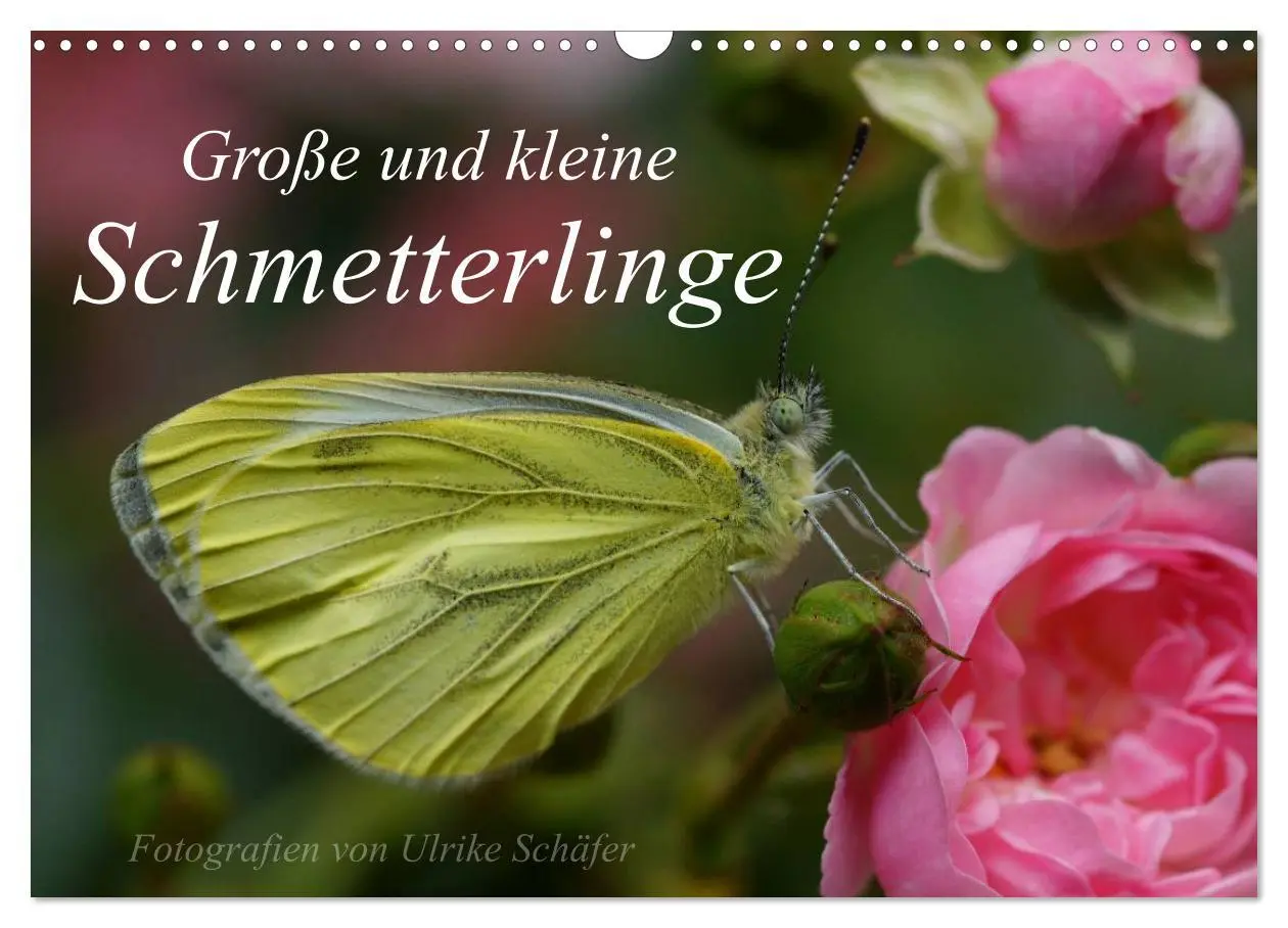 Cover: 9783516084375 | Große und kleine Schmetterlinge (Wandkalender 2026 DIN A3 quer),...
