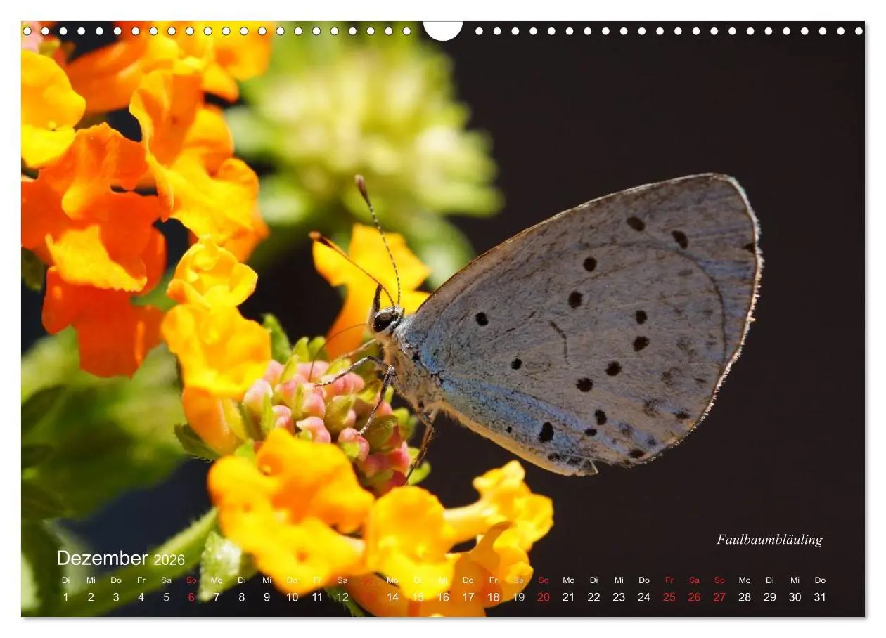 Bild: 9783516084375 | Große und kleine Schmetterlinge (Wandkalender 2026 DIN A3 quer),...