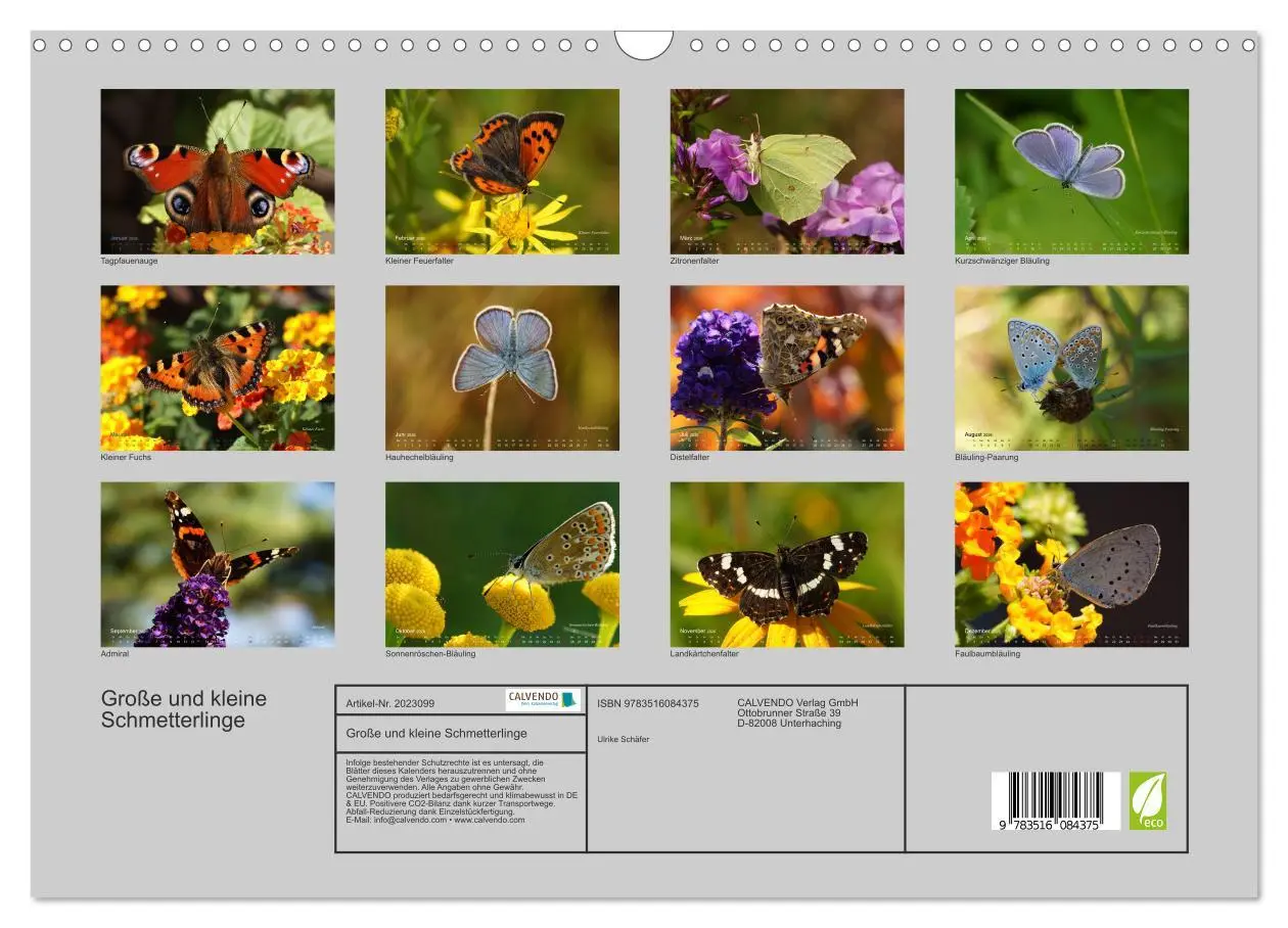 Bild: 9783516084375 | Große und kleine Schmetterlinge (Wandkalender 2026 DIN A3 quer),...