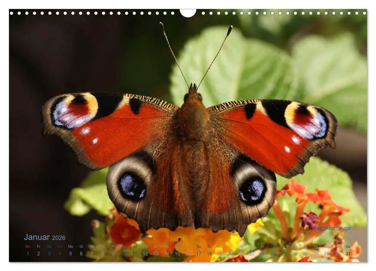 Bild: 9783516084375 | Große und kleine Schmetterlinge (Wandkalender 2026 DIN A3 quer),...