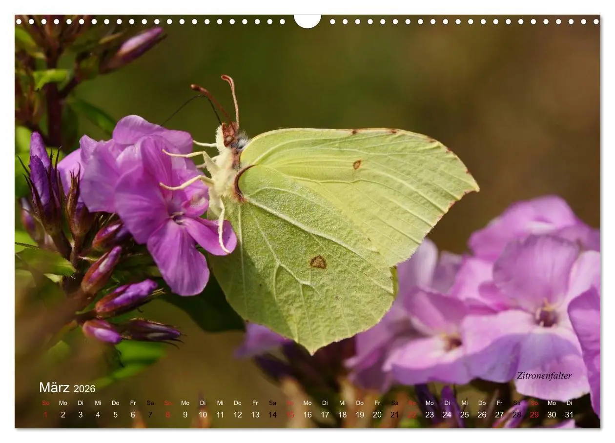 Bild: 9783516084375 | Große und kleine Schmetterlinge (Wandkalender 2026 DIN A3 quer),...
