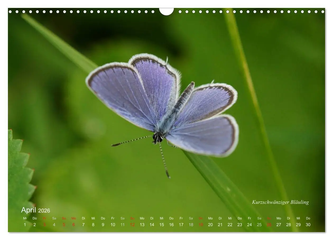 Bild: 9783516084375 | Große und kleine Schmetterlinge (Wandkalender 2026 DIN A3 quer),...