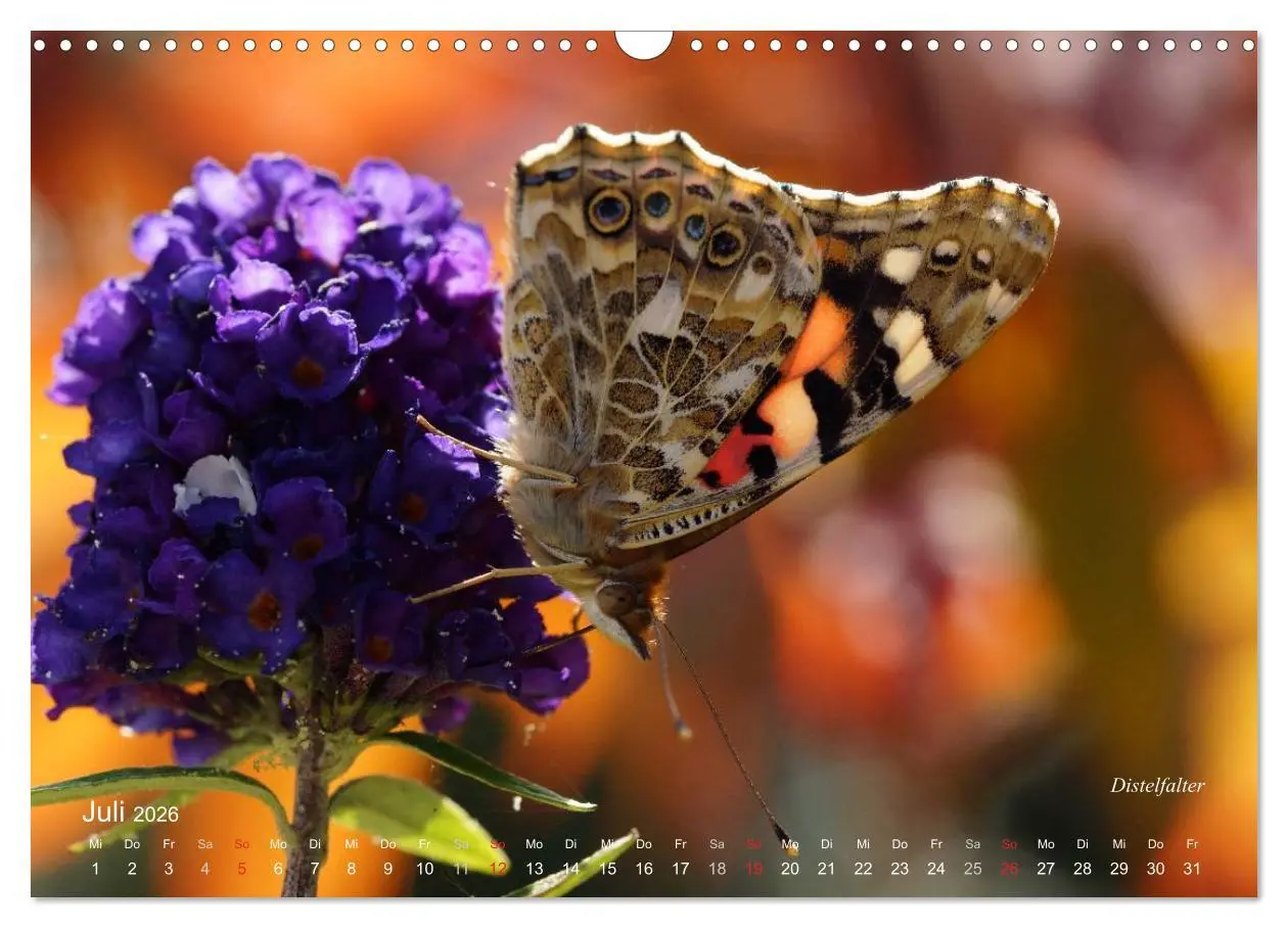 Bild: 9783516084375 | Große und kleine Schmetterlinge (Wandkalender 2026 DIN A3 quer),...