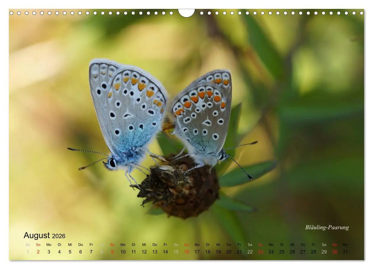 Bild: 9783516084375 | Große und kleine Schmetterlinge (Wandkalender 2026 DIN A3 quer),...