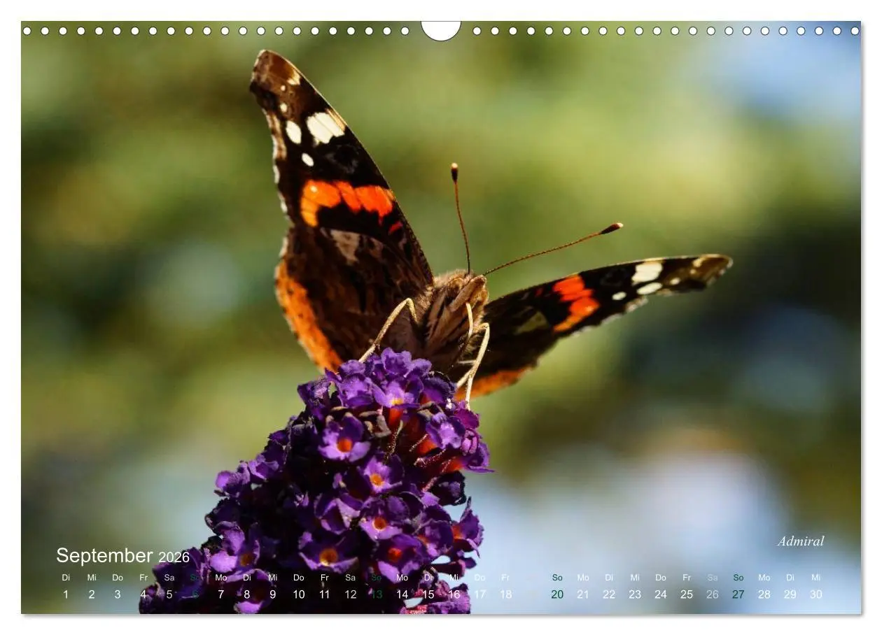 Bild: 9783516084375 | Große und kleine Schmetterlinge (Wandkalender 2026 DIN A3 quer),...