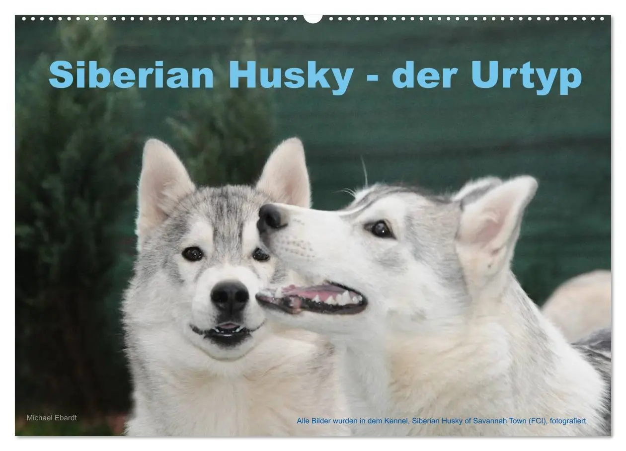 Cover: 9783516154375 | Siberian Husky - der Urtyp (Wandkalender 2026 DIN A2 quer),...