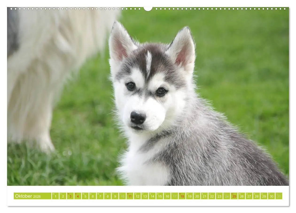 Bild: 9783516154375 | Siberian Husky - der Urtyp (Wandkalender 2026 DIN A2 quer),...