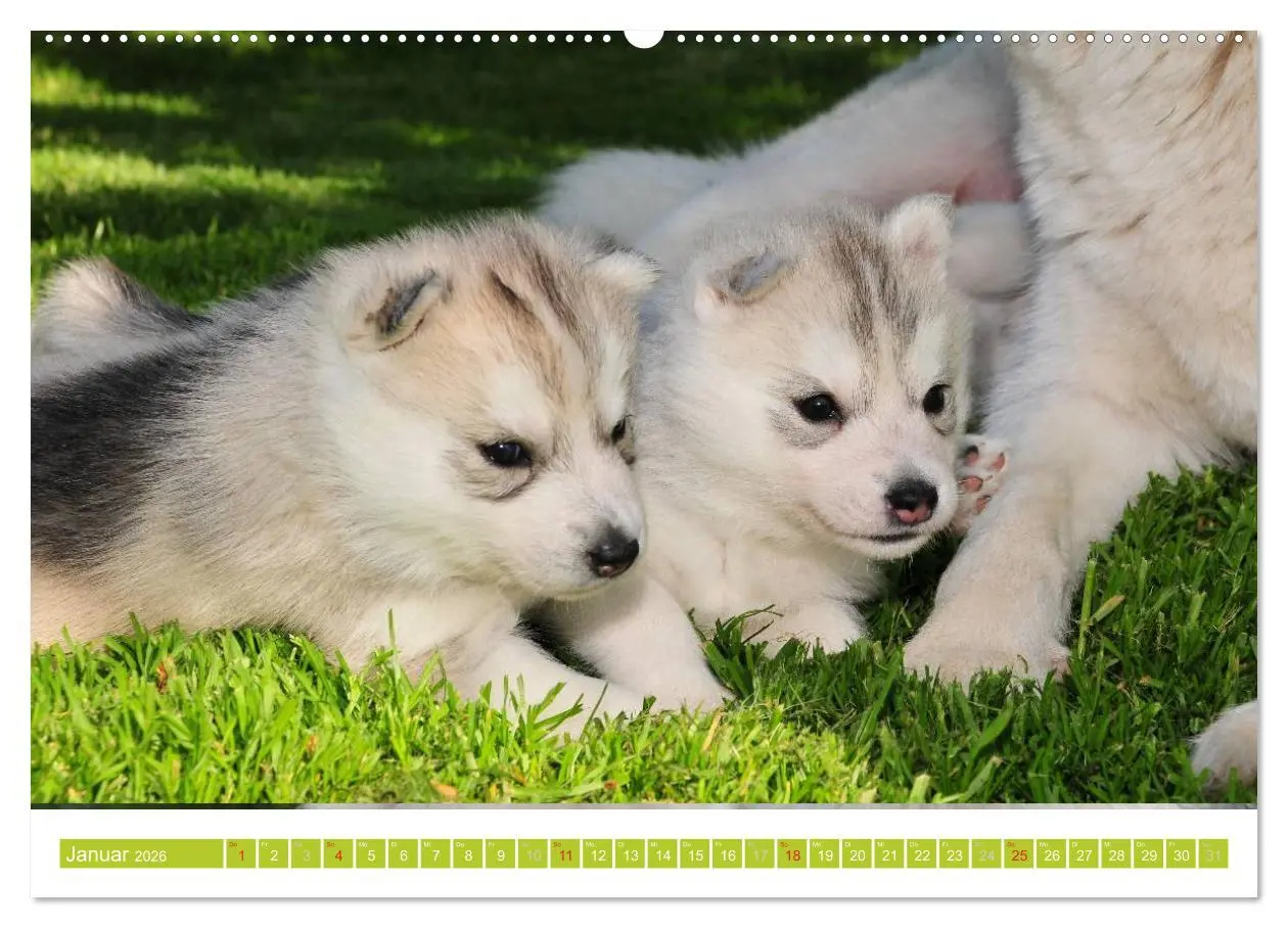 Bild: 9783516154375 | Siberian Husky - der Urtyp (Wandkalender 2026 DIN A2 quer),...