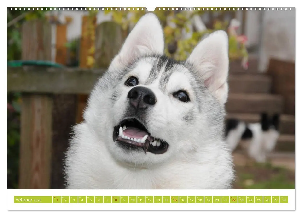 Bild: 9783516154375 | Siberian Husky - der Urtyp (Wandkalender 2026 DIN A2 quer),...
