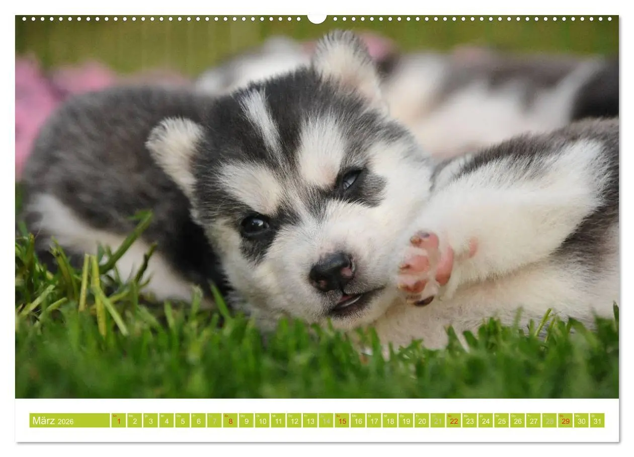 Bild: 9783516154375 | Siberian Husky - der Urtyp (Wandkalender 2026 DIN A2 quer),...