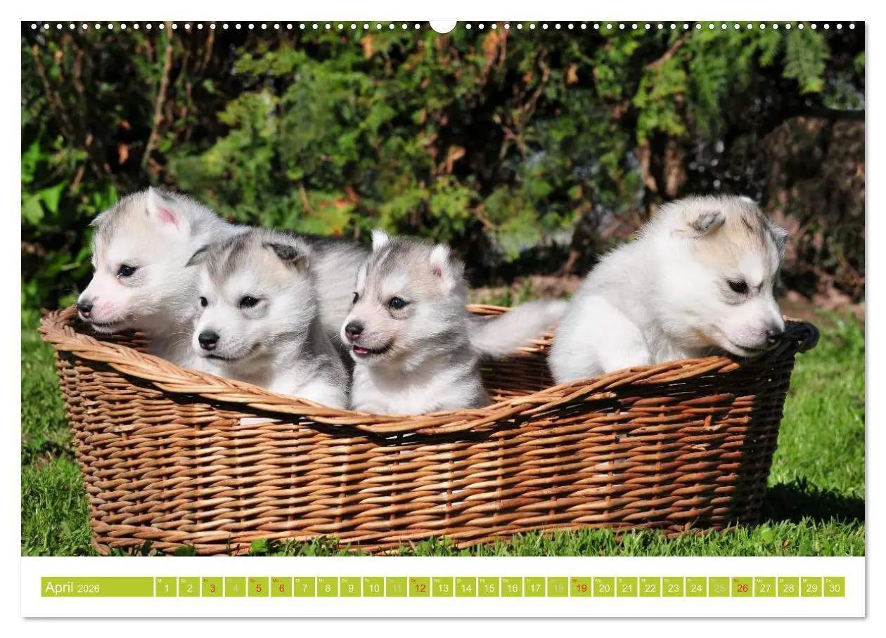 Bild: 9783516154375 | Siberian Husky - der Urtyp (Wandkalender 2026 DIN A2 quer),...