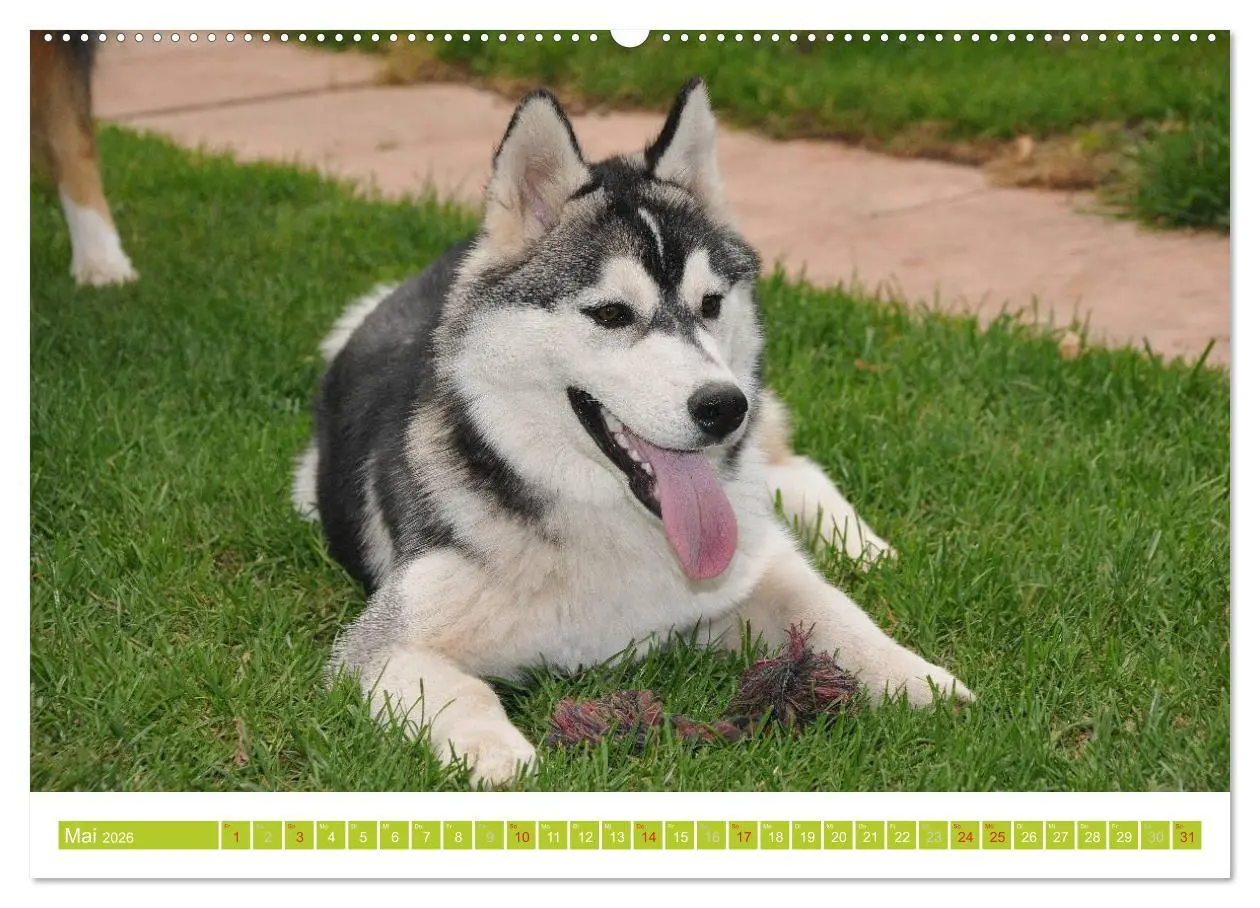 Bild: 9783516154375 | Siberian Husky - der Urtyp (Wandkalender 2026 DIN A2 quer),...