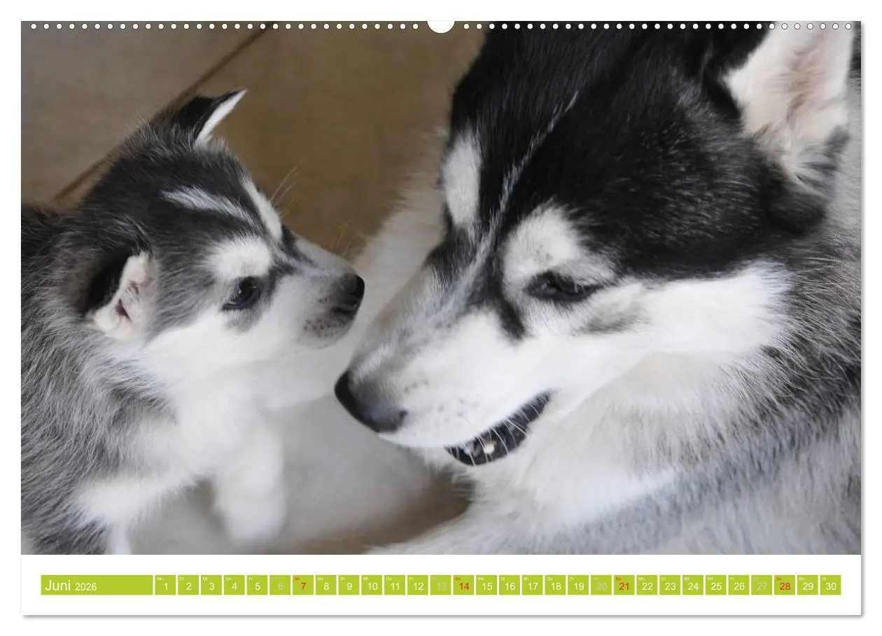 Bild: 9783516154375 | Siberian Husky - der Urtyp (Wandkalender 2026 DIN A2 quer),...