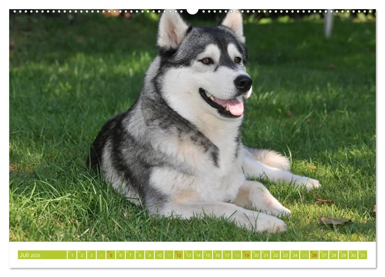 Bild: 9783516154375 | Siberian Husky - der Urtyp (Wandkalender 2026 DIN A2 quer),...