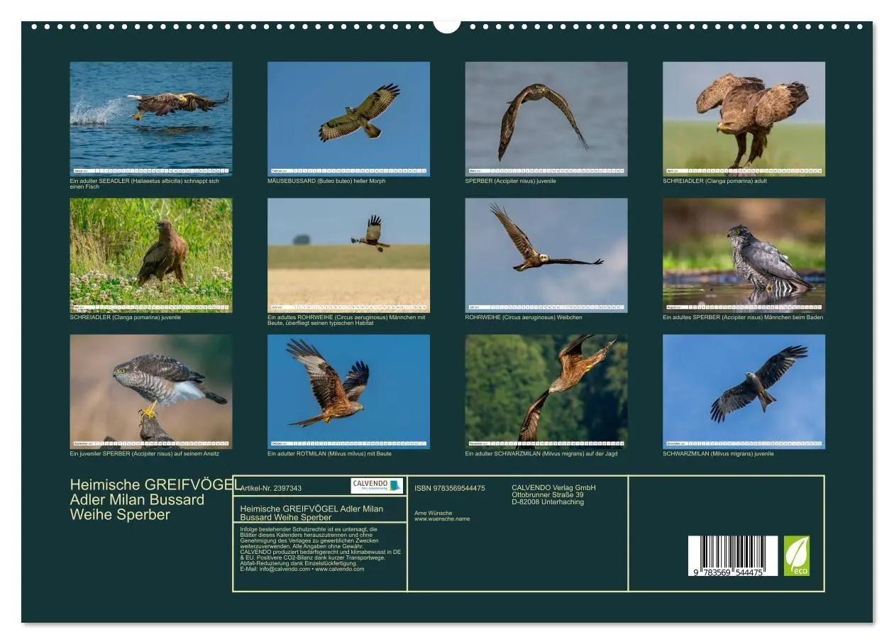 Bild: 9783569544475 | Heimische GREIFVÖGEL Adler Milan Bussard Weihe Sperber...
