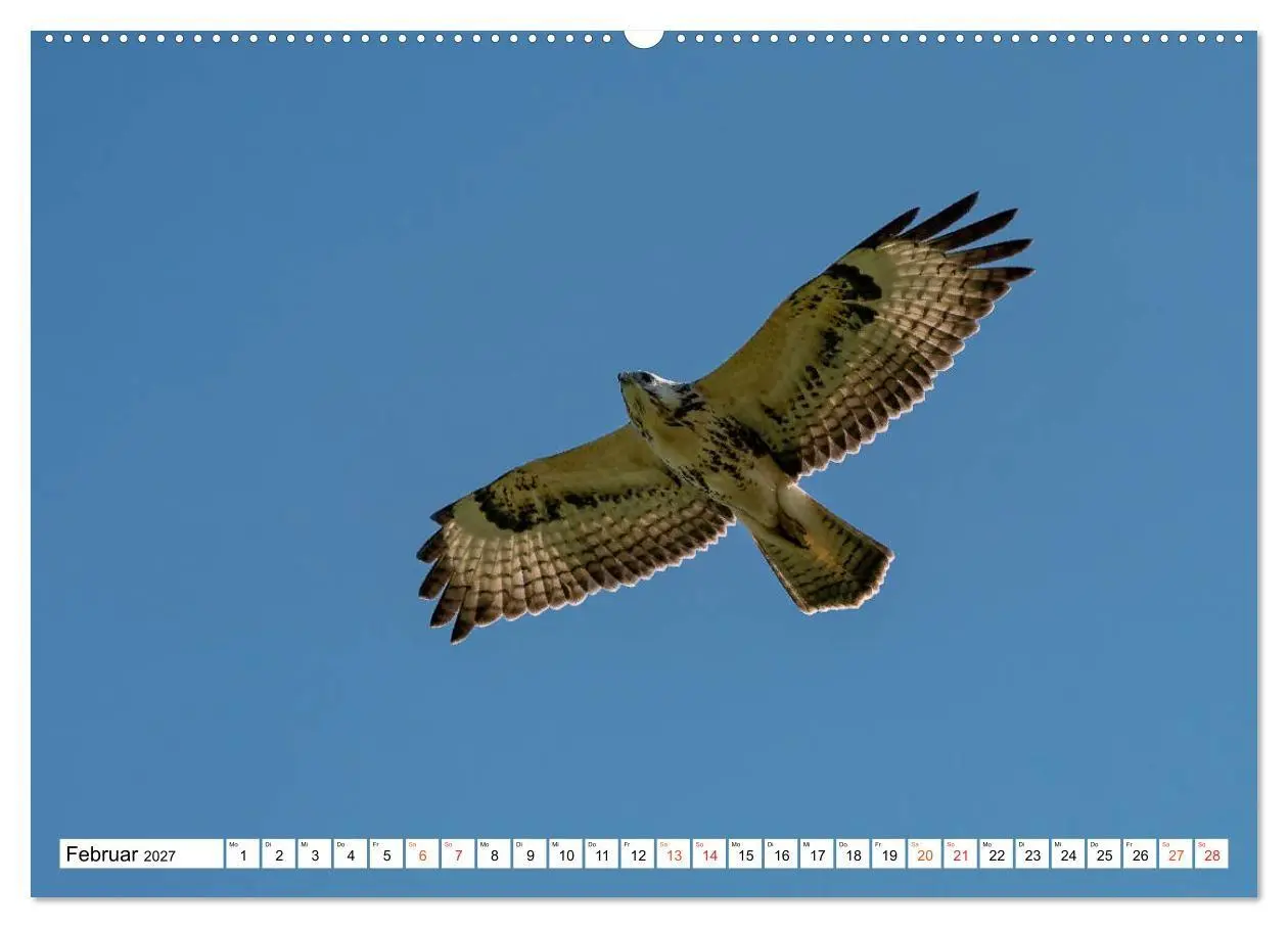 Bild: 9783569544475 | Heimische GREIFVÖGEL Adler Milan Bussard Weihe Sperber...