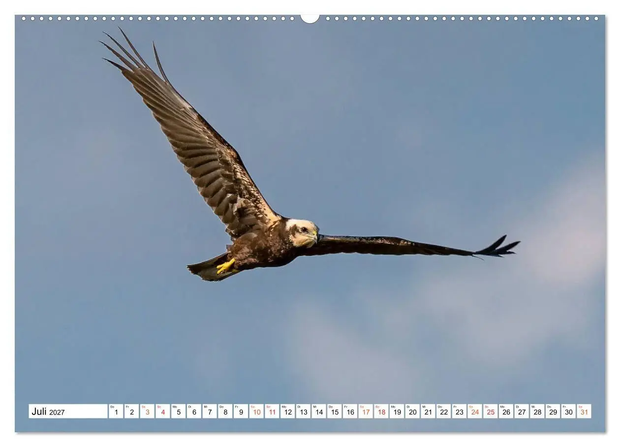 Bild: 9783569544475 | Heimische GREIFVÖGEL Adler Milan Bussard Weihe Sperber...