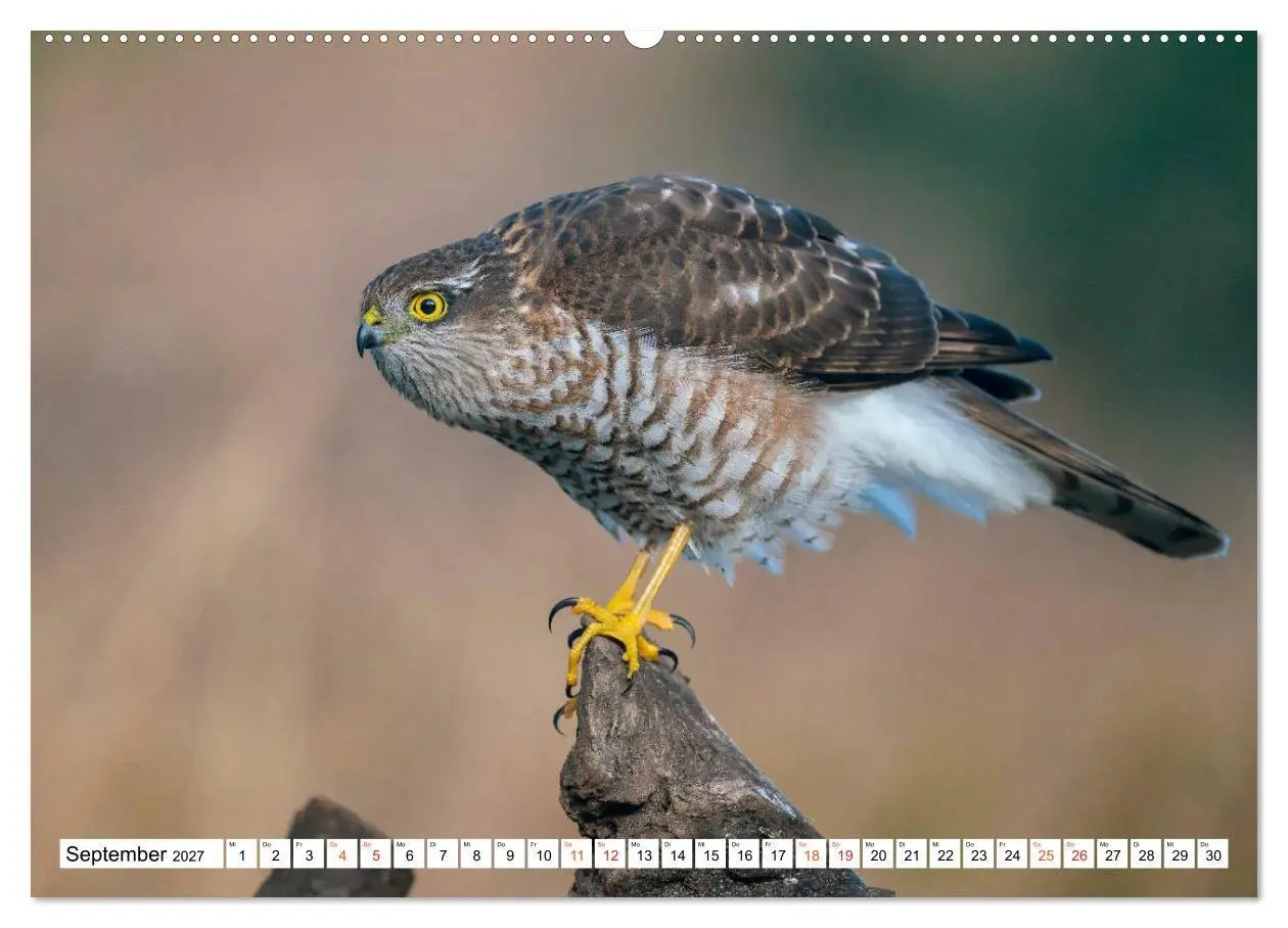 Bild: 9783569544475 | Heimische GREIFVÖGEL Adler Milan Bussard Weihe Sperber...