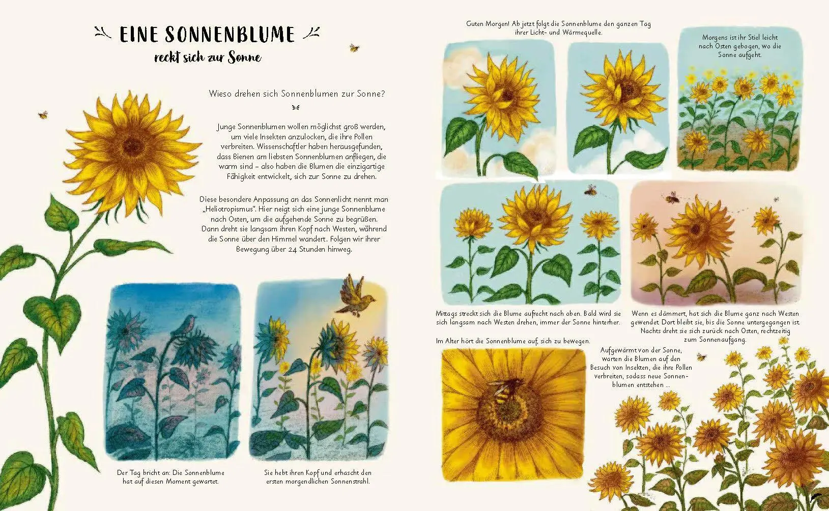 Bild: 9783791374475 | Wunder der Natur zum Innehalten und Staunen | Rachel Williams (u. a.)