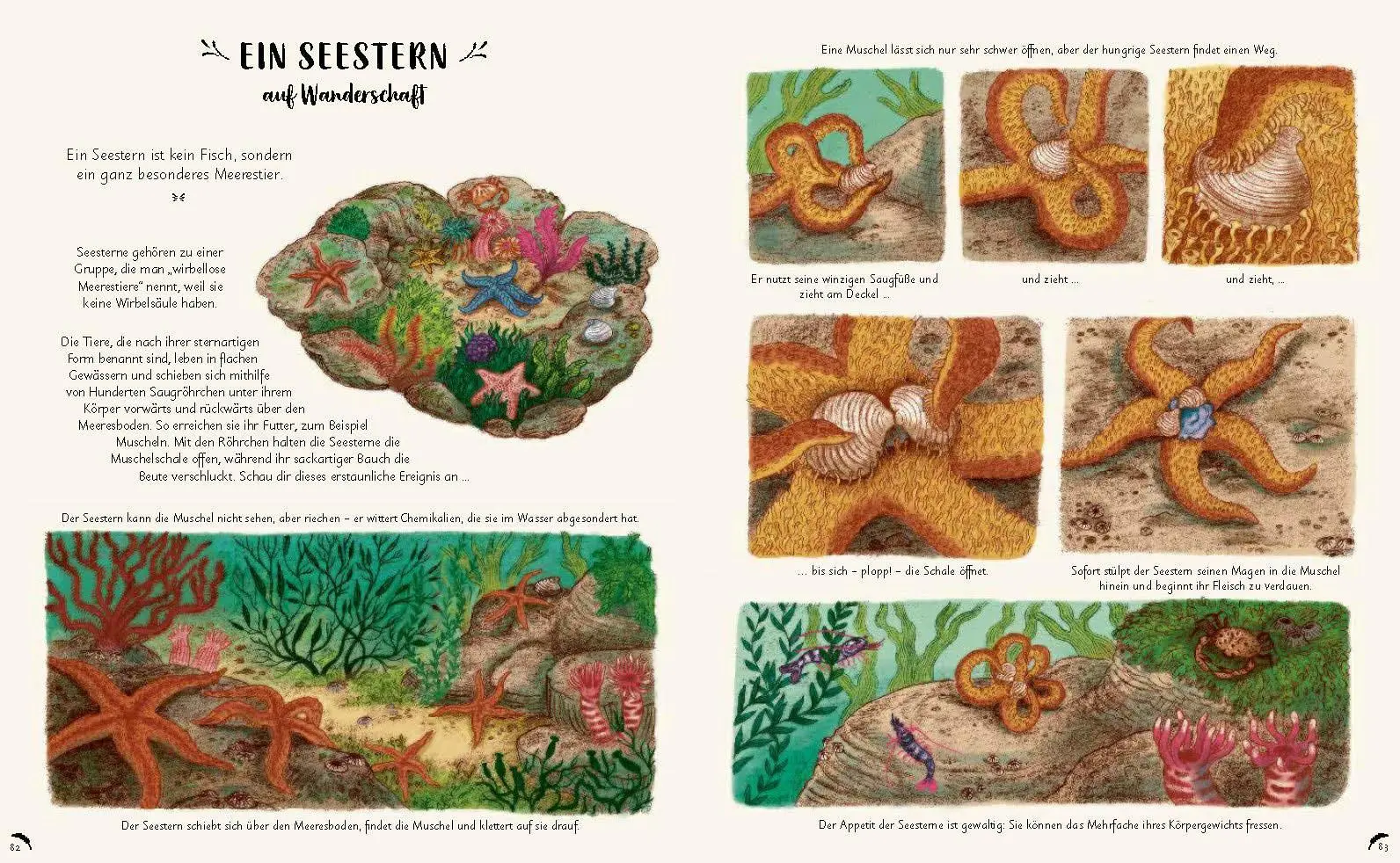 Bild: 9783791374475 | Wunder der Natur zum Innehalten und Staunen | Rachel Williams (u. a.)