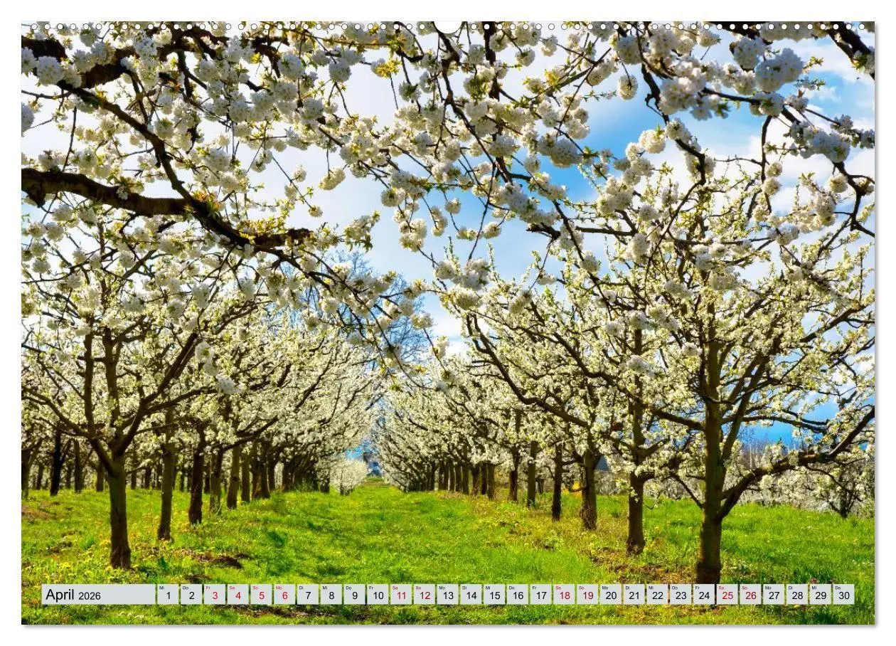 Bild: 9783457734575 | Weinregion Kaiserstuhl (hochwertiger Premium Wandkalender 2026 DIN...