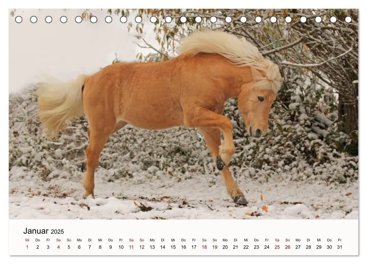 Bild: 9783435394975 | Isländer - icelandic horses (Tischkalender 2025 DIN A5 quer),...
