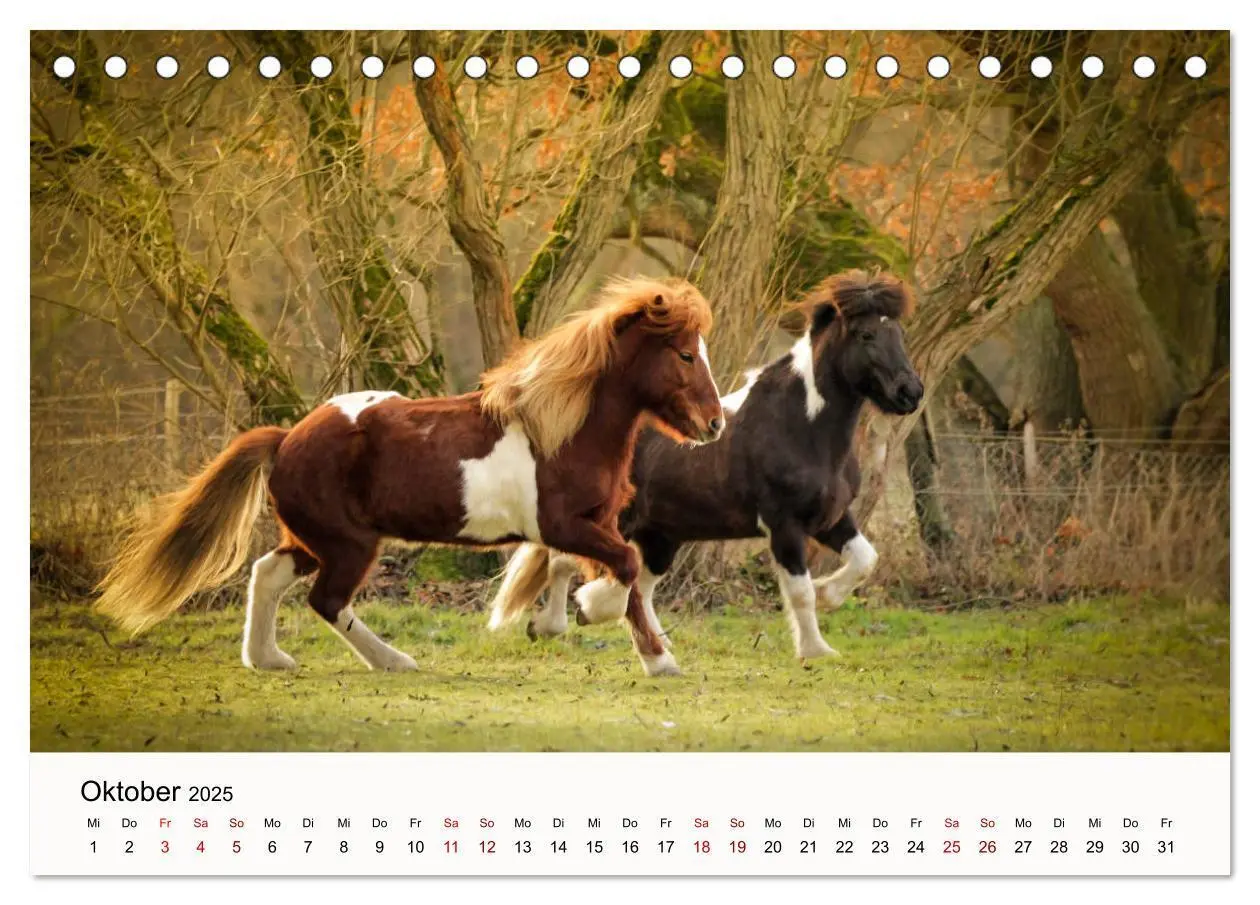 Bild: 9783435394975 | Isländer - icelandic horses (Tischkalender 2025 DIN A5 quer),...