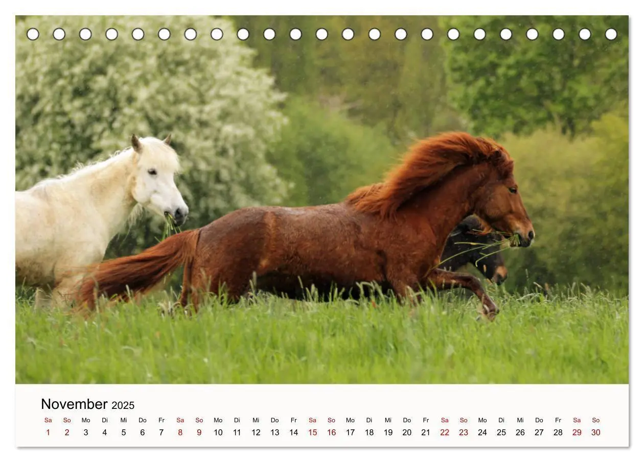 Bild: 9783435394975 | Isländer - icelandic horses (Tischkalender 2025 DIN A5 quer),...