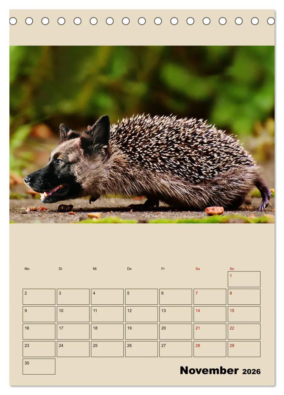 Bild: 9783516404975 | Seltsame Tiere - da stimmt doch was nicht... (Tischkalender 2026...