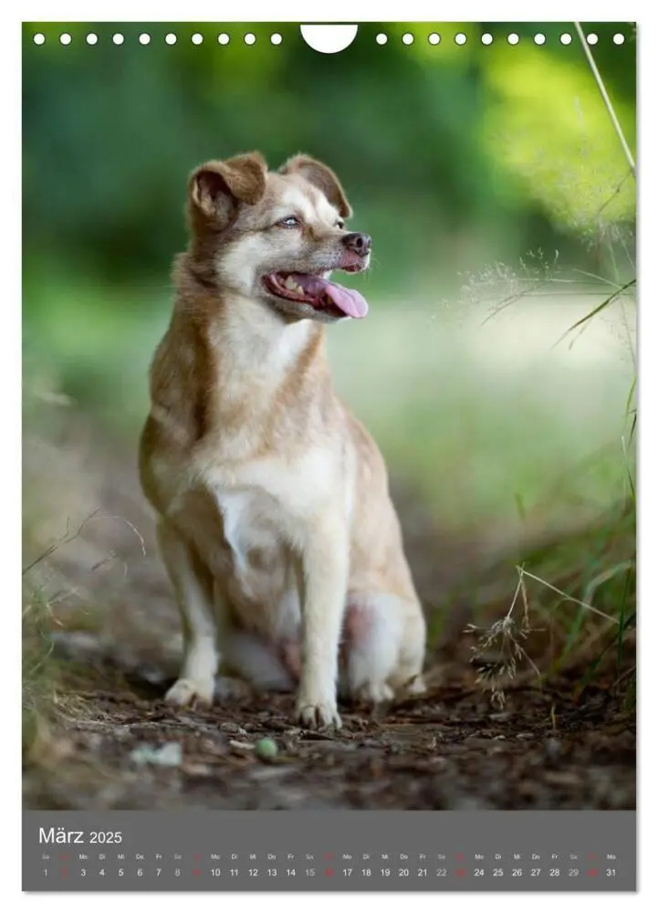 Bild: 9783457065075 | Mischlingshunde (Wandkalender 2025 DIN A4 hoch), CALVENDO...