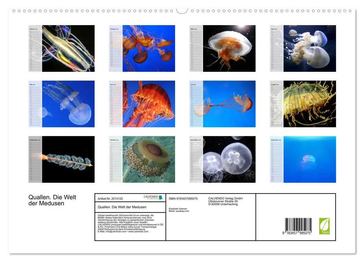 Bild: 9783457995075 | Quallen. Die Welt der Medusen (hochwertiger Premium Wandkalender...