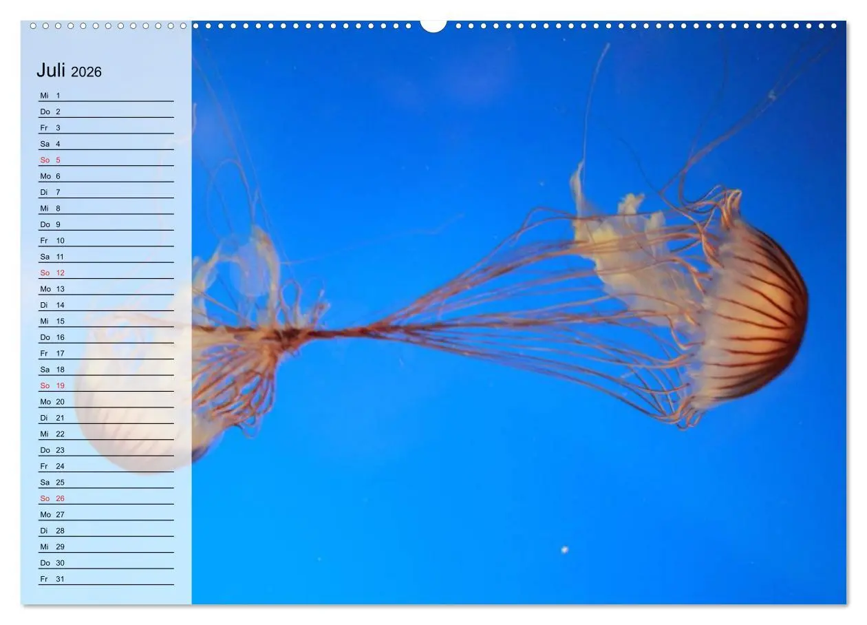 Bild: 9783457995075 | Quallen. Die Welt der Medusen (hochwertiger Premium Wandkalender...