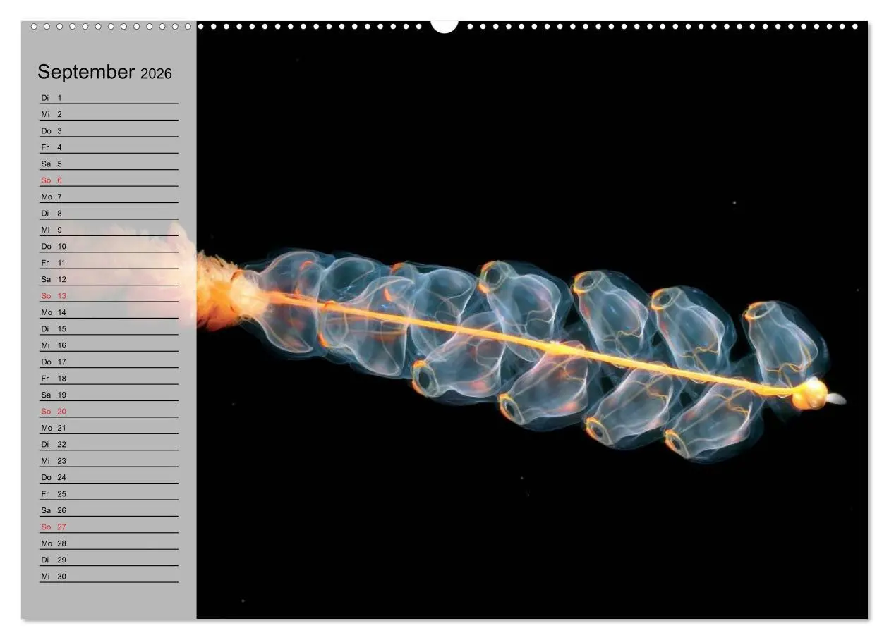Bild: 9783457995075 | Quallen. Die Welt der Medusen (hochwertiger Premium Wandkalender...