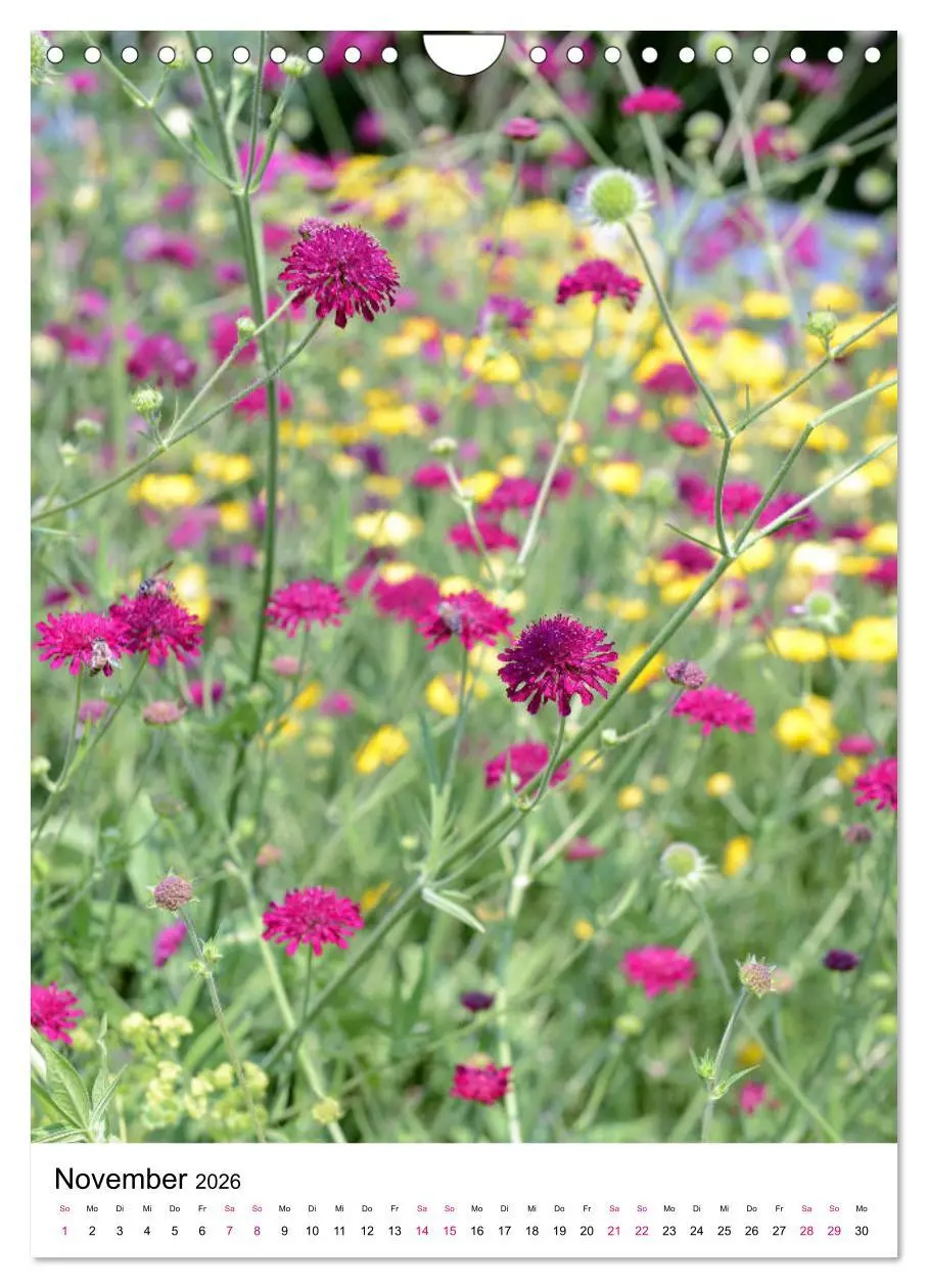 Bild: 9783516395075 | Gärtners Lieblinge - Vielfalt der Stauden im Garten (Wandkalender...