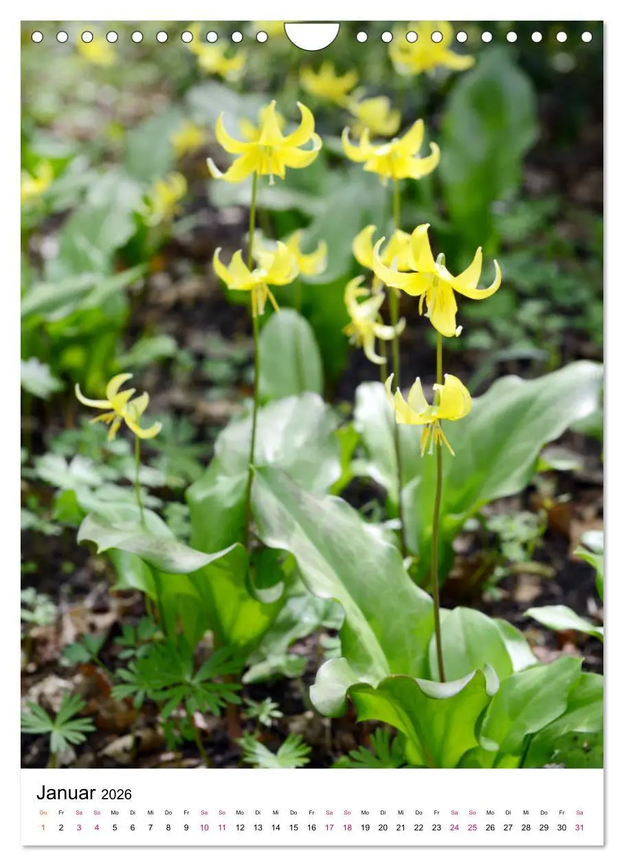 Bild: 9783516395075 | Gärtners Lieblinge - Vielfalt der Stauden im Garten (Wandkalender...
