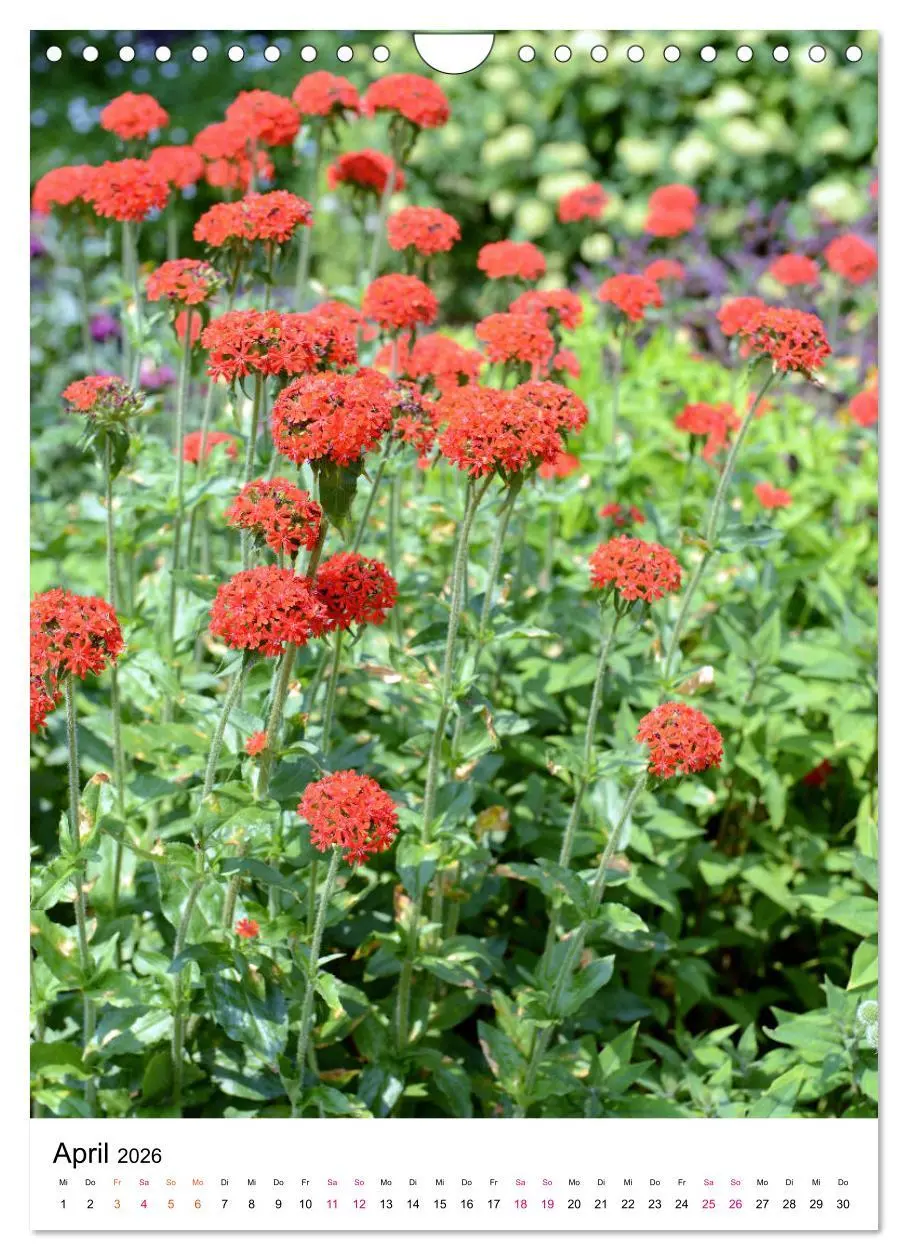 Bild: 9783516395075 | Gärtners Lieblinge - Vielfalt der Stauden im Garten (Wandkalender...